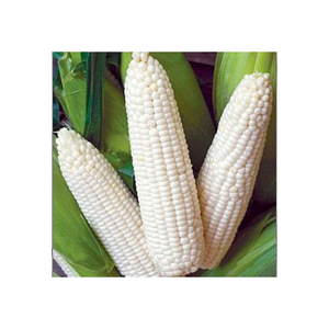 Maíz blanco al por mayor, mejores ofertas para fabricantes de alimentos y revendedores - Product Image 1