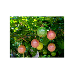 เสาวรสที่เสนอขายในปริมาณมากให้กับผู้นำเข้าต่างประเทศ - Product Image 3