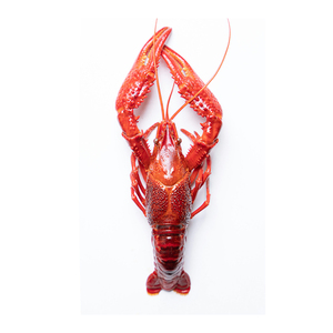 Écrevisses de qualité supérieure offertes à prix réduit pour le commerce de gros et d'exportation - Product Image 1