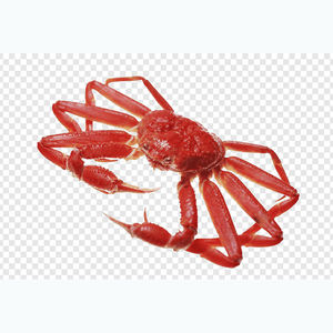 Cangrejo Rey Congelado Rojo de Marca Propia - Origen Estadounidense, 2 Años de Vida Útil, Disponible al por Mayor - Product Image 5