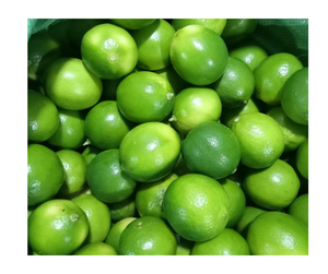 Citron vert sans pépins frais Offre Spéciale fraîchement pressé du Vietnam 100% citron vert sans pépins frais naturel meilleures offres en gros - Product Image 6