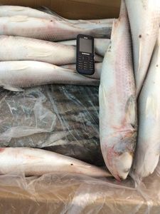 จำหน่ายปลามัลเล็ตแช่แข็งแบบ IQF พร้อมจำหน่าย สำหรับการแปรรูปอาหารและอาหารทะเล อายุการเก็บรักษา 12 เดือน - Product Image 6