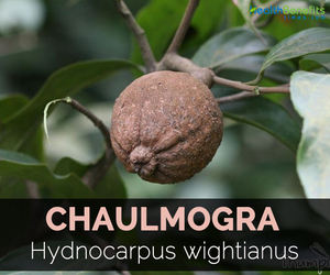 Fabricant en gros d'absolue de chaulmoogra 100% pure et naturelle, qualité supérieure abordable, absolue de chaulmoogra d'Inde - Product Image 2