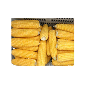 ข้าวโพดสีเหลือง/ข้าวโพดเลี้ยงสัตว์/ข้าวโพดสีเหลืองสำหรับอาหารสัตว์ปีก - Product Image 4