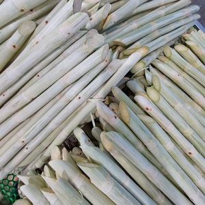 BÚSQUEDA EXPORTACIÓN DE CAÑA DE AZÚCAR CONGELADA DE VIETNAM - Product Image 1