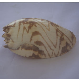 เครื่องประดับเปลือกหอยขนาดใหญ่25-30ซม. เสื้อผ้าบาติก - Product Image 2