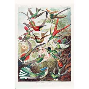 Póster de las formas artísticas de la naturaleza de Ernst Haeckel, placa 99 con diseño de colibríes para decoración de pared - Product Image 2