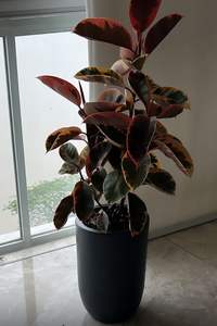 Jardinières en fibre de verre. Haute qualité. Magnifique. Disponible dans n'importe quelle couleur et n'importe quelle taille. - Product Image 1