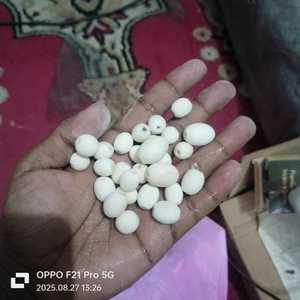 ลิปดำธรรมชาติทำเองจากเปลือกหอยมุกทะเลออกแบบเครื่องประดับจากนักออกแบบและร้านจำหน่ายเปลือกหอย - Product Image 4