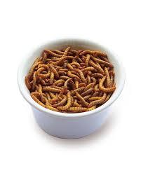 Exportation en vrac de vers de farine vivants de haute qualité Vietnam/Katty - Product Image 2