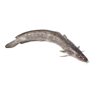 Filets de poisson Ling congelés – Filets de poisson congelés de qualité pour la vente en gros - Product Image 2