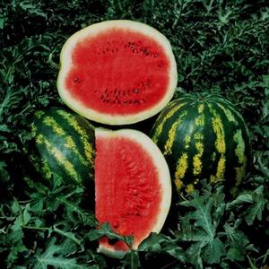 ครีมสันแตงโมสดจากฟาร์มที่อุดมไปด้วยความหวานแตงโมครีมสันสดเหมาะสำหรับการสั่งซื้อจำนวนมากและขายต่อ - Product Image 5