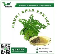 Poudre d'extrait d'Amla Bhumi de qualité export pour la détoxification, la santé digestive, complément alimentaire naturel à base de plantes pour le nettoyage du foie, en provenance d'Inde