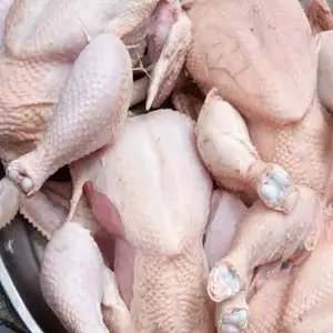 halal frozen food wholesale chicken supplier