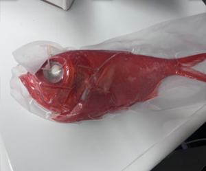 Farine de poisson congelée de haute qualité, distributeurs professionnels de produits de la mer en vrac, Alfonsino, préfecture de Chiba, durée de conservation de 360 jours - Product Image 2