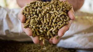 Vente en gros d'additifs de poudre jaune de volaille de farine de poisson à haute teneur en protéines de qualité supérieure pour l'alimentation animale prix bon marché - Product Image 3