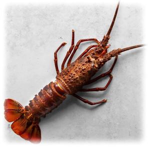 Langostas Tristán Congeladas de Primera Calidad, Mariscos Frescos Enteros para Compradores Mayoristas y Distribución Minorista - Product Image 3