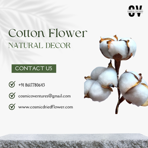 ชิ้นส่วนพืชแห้งออร์แกนิกคุณภาพพรีเมียมยอดนิยมสำหรับงานแต่งงาน อีสเตอร์ ฮาโลวีน งานอีเว้นท์ ตกแต่งบ้านและสำนักงาน - เป็นมิตรกับสิ่งแวดล้อม - Product Image 3