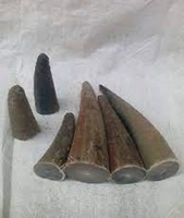 Artisanat naturel de haute qualité pointes de corne de buffle vache/boeuf fabrication de pointe de corne de buffle meilleur prix GM Impex animal poli