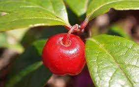 Aceite de fragancia de gaulteria certificado puro y natural 100% para aromaterapia con precio bajo y exportador a granel de alta calidad de la India - Product Image 3