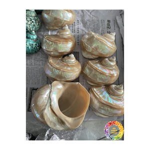 Coquillages Turbo Burgess polis d'origine vietnamienne pour la décoration de la maison Qualité diversifiée et prêts à exporter dans le monde entier - Product Image 4