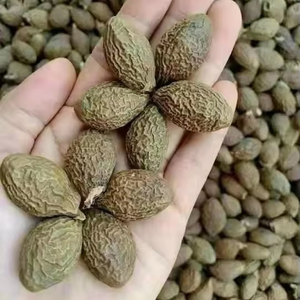 เมล็ดมะลิ (Sterculia Lychnophora / Malva Nut) จากเวียดนาม ปี 2024 // คุณลอร่า - Product Image 1