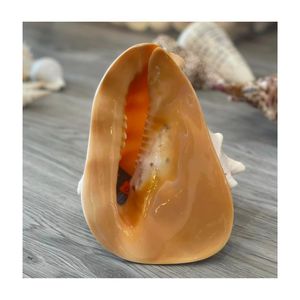 CASCO DE GRAN TAMAÑO CONCHA DE MAR CONCHA ROJA Cypraecassis rufa concha marina TAMAÑO GRANDE AL POR MAYOR CON PRECIO BAJO ALTA CALIDAD - Product Image 5