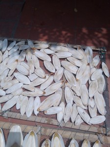 Hueso de sepia seco Color blanco natural o blanqueado para piensos/reptiles/piensos para animales pequeños - Product Image 4