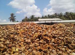 WHOLESALE <b>COIR</b> COCO PEAT <b>BLOCK</b> From VIETNAM for GARDEN POTS and PLANTERS - Product Image 6