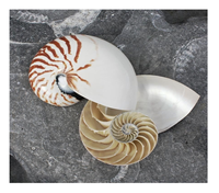 Coquille de Nautilus à chambre de tigre fournie pour les commandes d'artisanat d'exportation de cadeaux de décoration et les acheteurs d'affichage au détail