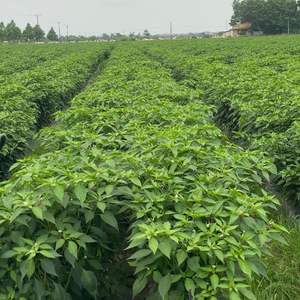 พริกสดคุณภาพส่งออกพรีเมียมจากเวียดนาม - กิมมิน นานาชาติ - Product Image 5