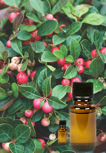 Huile essentielle de qualité thérapeutique Wintergreen 120ml huile hydratante pour le corps pur arbre à thé menthe poivrée lavande eucalyptus bois d'orange - Product Image 2