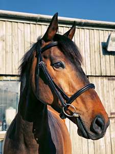 Fabricantes que venden brida de caballo de cuero genuino al por mayor diseño personalizado brida de caballo de cuero real de alta calidad - Product Image 4