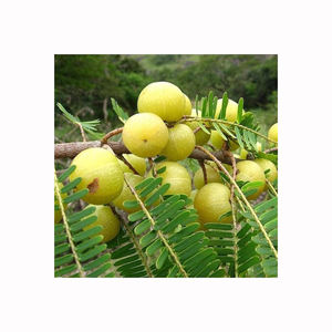 Amla Deshidratada Premium, Fruta Deshidratada para Empresas de Hierbas, Fabricantes de Suplementos y Comercio Internacional al por Mayor - Product Image 1