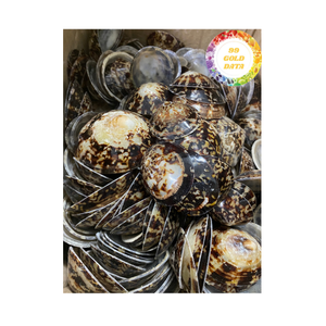 Limpet Polish Seashell from Vietnam Decorative Natural Shells for Home Decor and Shell Artwork - Product Image 2