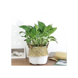 Cesta para barriga de algas marinas hecha a mano de alta calidad, artesanía de almacenamiento de tamaño personalizado multiusos directamente del fabricante vietnamita - Product Image 2