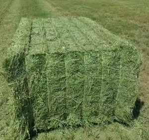 Foin Alfafa sans OGM USA de haute qualité pour l'alimentation des animaux Foin de luzerne/rongeur à vendre - Product Image 4