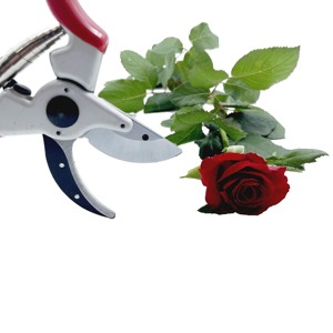 Sécateurs en alliage d'aluminium de qualité industrielle avec logo laser et poignée antidérapante pour couper les épines de roses - Product Image 5