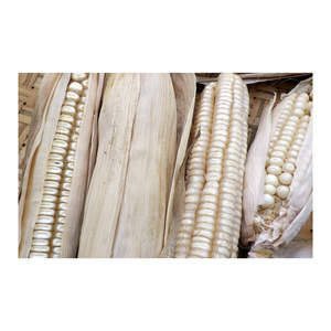 Maíz blanco de alta calidad para consumo humano y uso animal listo para exportación NO GMO - Product Image 1