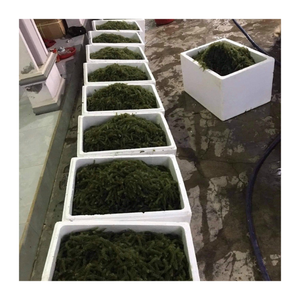 Mariscos Uva de mar de Vietnam-Exportación a granel de uva de mar fresca y deshidratada con el mejor precio-Uva de mar perfecta para exportar - Product Image 1