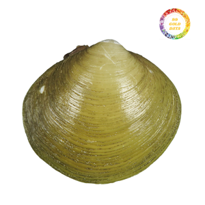 Conchas de nácar negras pulidas para uso decorativo, suministros para manualidades, muebles con incrustaciones, accesorios hechos a mano con temática oceánica - Product Image 5