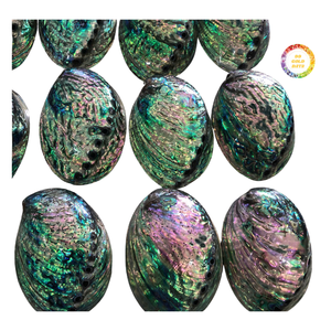 เปลือกหอยเป๋าฮื้อสีน้ำเงินขัดเงา โดดเด่นด้วยสีมุกธรรมชาติ เหมาะสำหรับงานฝีมือชั้นพรีเมียม งานฝังประดับเครื่องประดับ และของตกแต่งบ้าน - Product Image 2