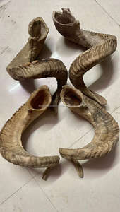 Paire de cornes de bélier polies naturelles - Souvenir de style animal et nautique, corne longue - Product Image 6