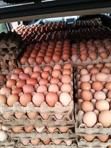 ไข่ฟัก Cobb 500 ไข่ไก่โปรตีนสูง ไข่สดแช่แข็ง มีจำหน่ายแล้ว พร้อมส่งด่วน คุณภาพพรีเมียม ขายส่ง - Product Image 2