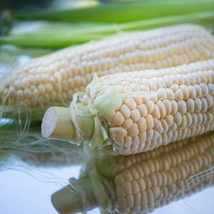 Cosecha a granel de maíz blanco Premium fresco natural seco no glutinoso 25kg para la industria alimentaria al por mayor - Product Image 2