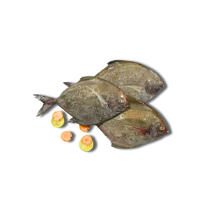 Pomfret Negro Entero Congelado de Vietnam, IQF, Pescado de Alta Calidad, 24 Meses de Vida Útil, Envasado al Vacío, Marca Personalizable, Empaque a Granel - Product Image 2