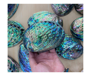 Premium Vietnam <b>Abalone</b> <b>Shell</b> Export: Raw Luxury for <b>Abalone</b> <b>Shell</b> Decor & Jewelry Markets, Top Quality from Trusted Suppliers - Product Image 4