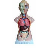 Modelo Anatómico de Torso Humano MAYALAB, Fibra de Vidrio de Grado Médico, PVC de Grado Médico, Diseño de Espalda Removible, 36 Pulgadas (85 cm), Ciencias Médicas