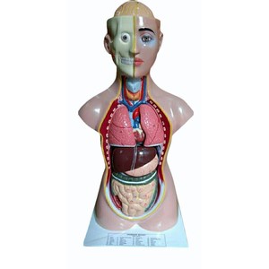 Modèle de torse humain, mannequin anatomique médical pour la formation, modèle de squelette et d'organes pour les sciences médicales - Product Image 3