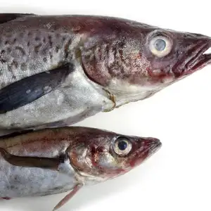 Prix de gros de haute qualité Poisson de saumon norvégien congelé pour les ventes du marché